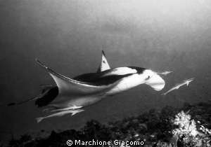 Manta ray
Nikon d200, 18-24 zoom nikon , twin strobo by Marchione Giacomo 